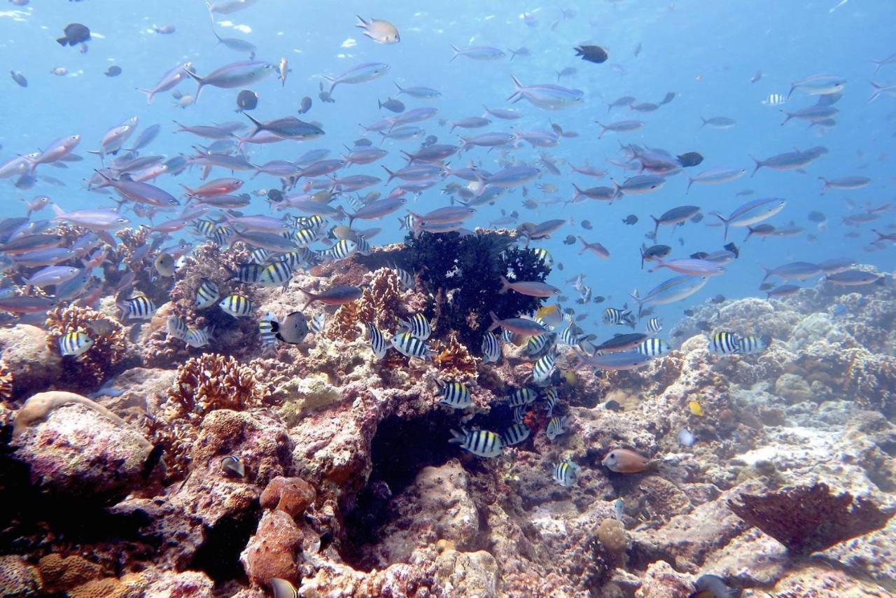 Maleo Moyo Hotel&Dive Resort Moyo Island Exterior foto